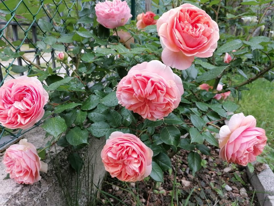 Spring, Garden