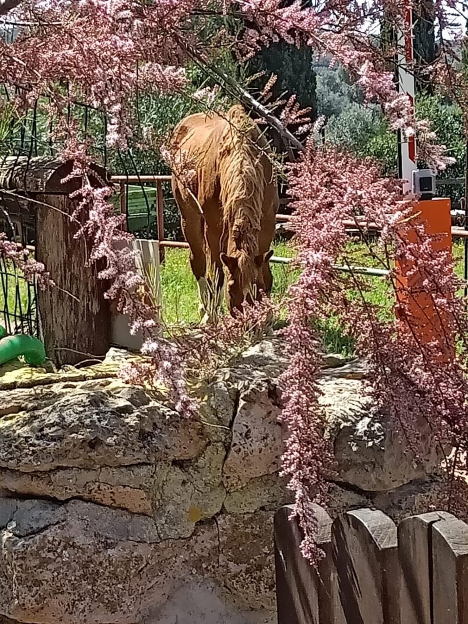 Natural landscape, Garden, Horse-riding