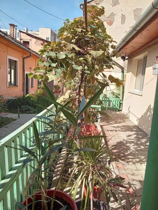 Emese Central Square Vintage Apartment Apartment in Romania