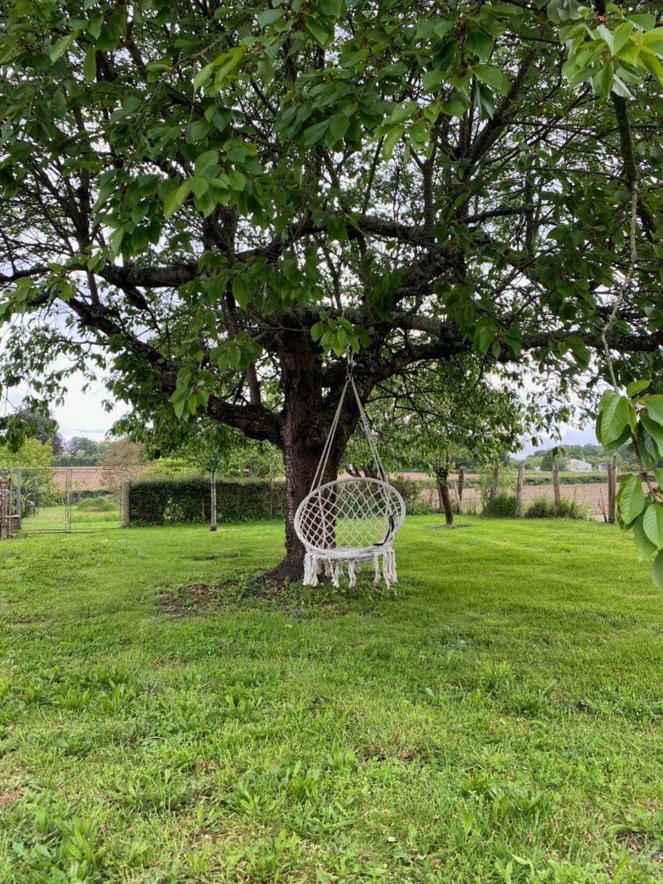 Natural landscape, Garden, Animals, Pets, Garden view