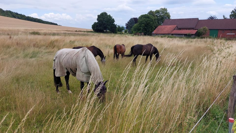 Animals