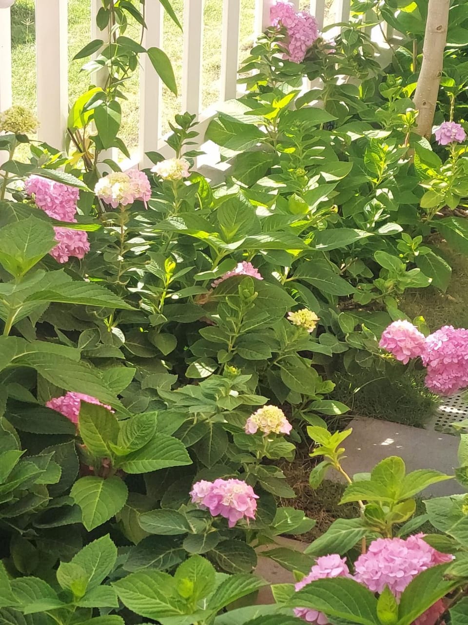 Spring, Day, Natural landscape, Garden, Garden view