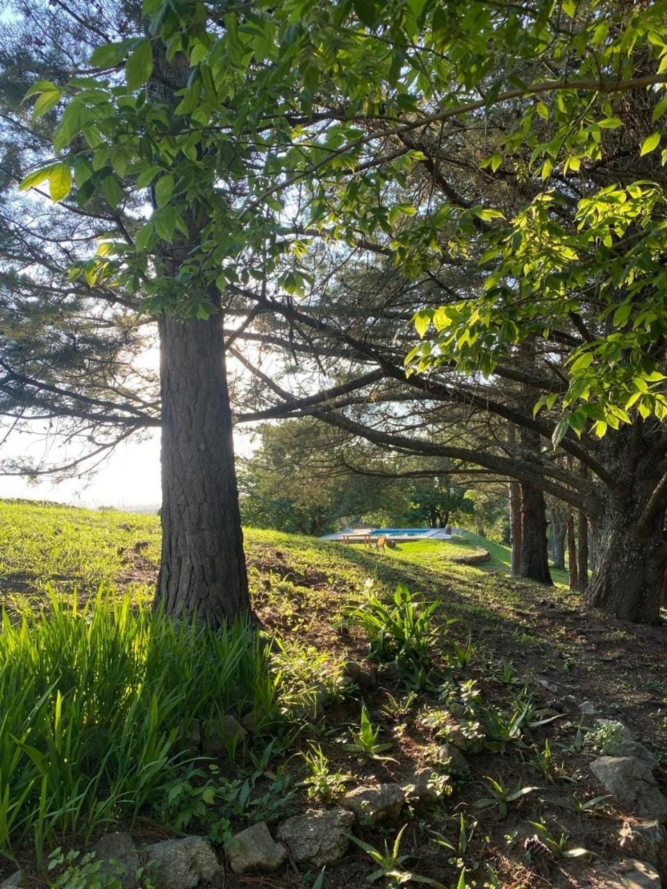 Day, Natural landscape, Garden view