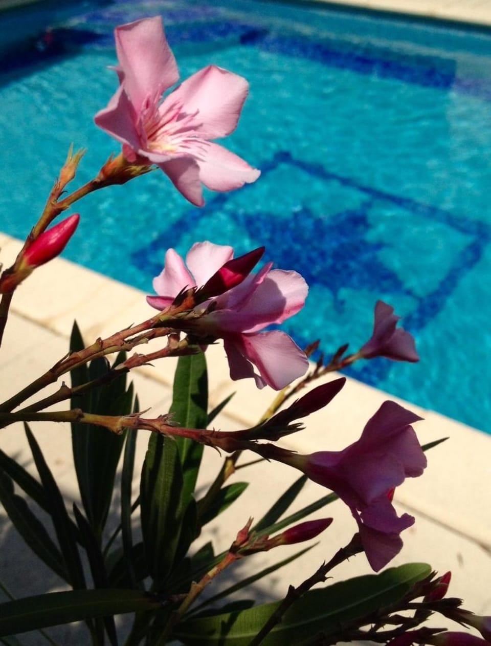 Patio, Summer, Swimming pool