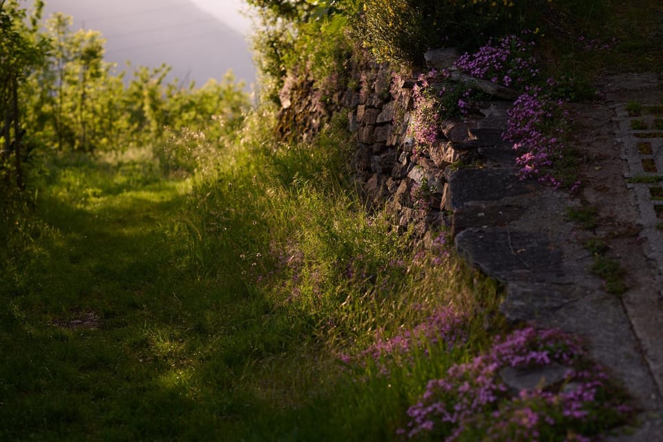 Day, Natural landscape, Summer, Garden