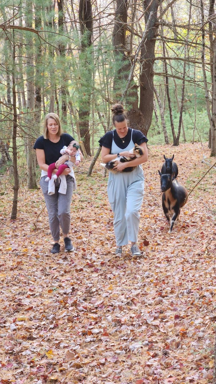 Natural landscape, Pets, group of guests
