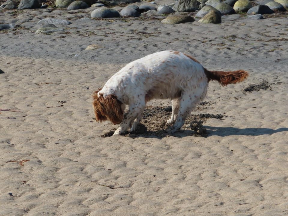 Beach, Pets