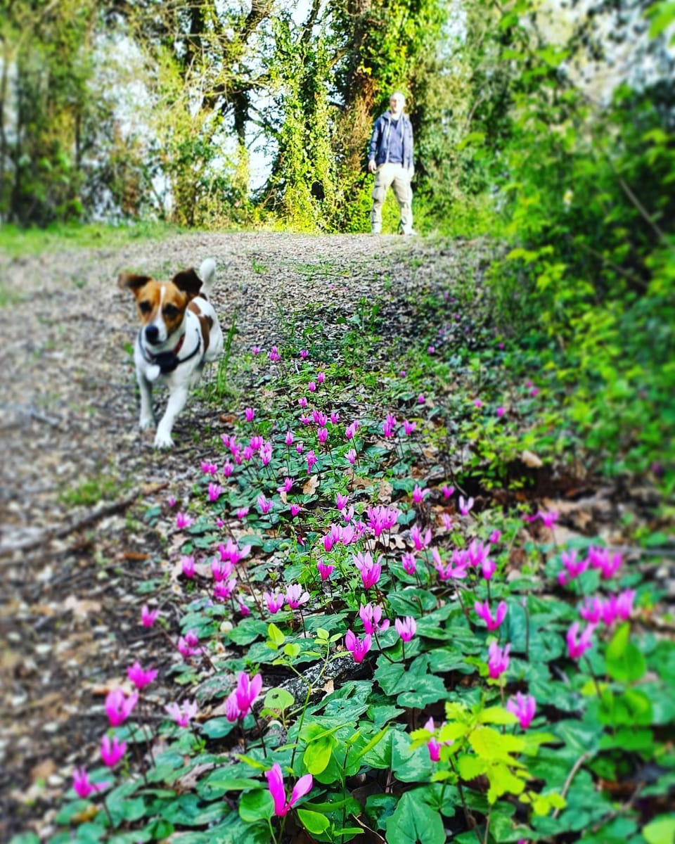 Pets, Garden view, Street view