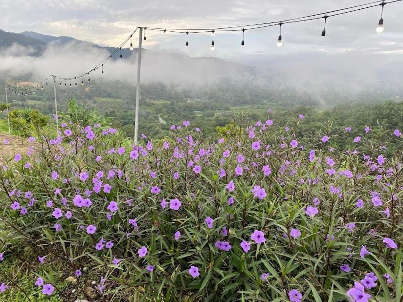 Spring, Day, Natural landscape, Garden, Garden view, Mountain view