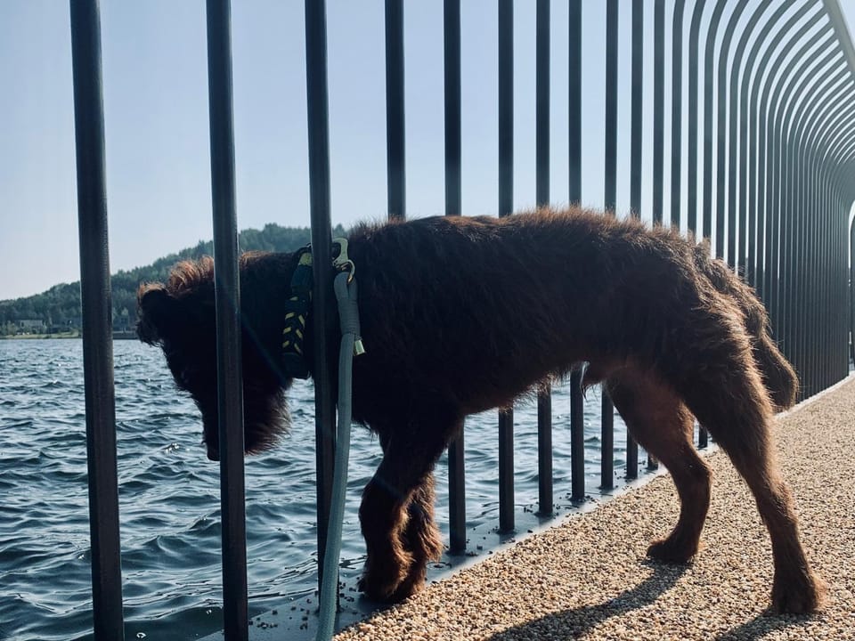 Day, Natural landscape, Animals, Pets, Lake view