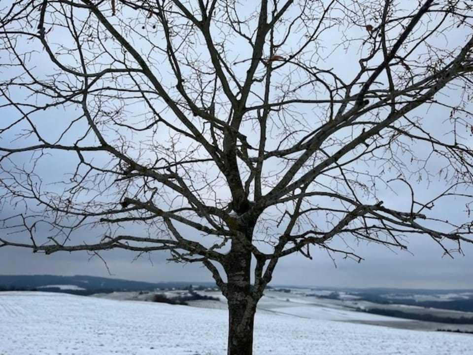 Eifel-Bau-Traum Schlich House in Ahrweiler