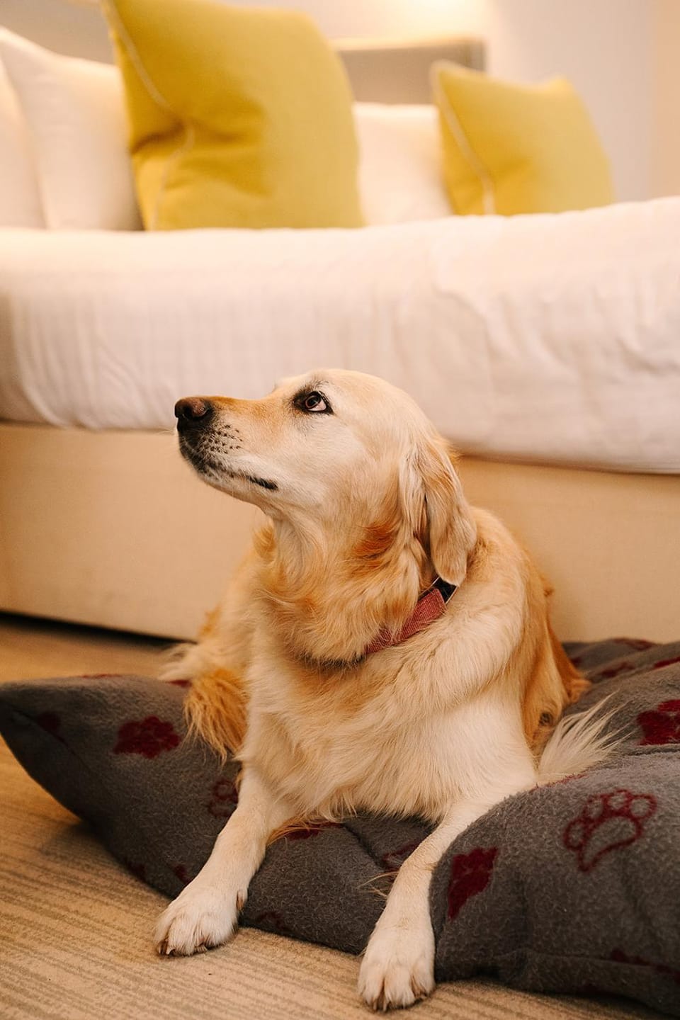 Pets, pet friendly