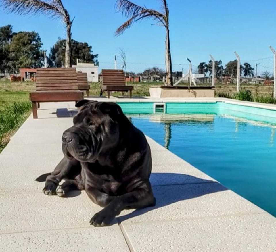 Pets, Pool view, Swimming pool