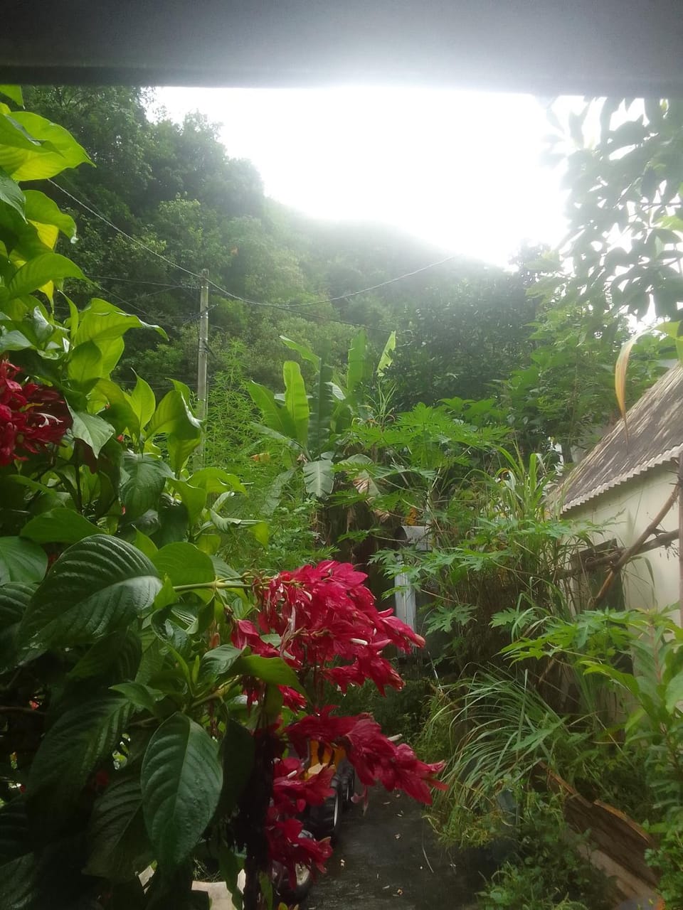La rose des Bois Vacation rental in Réunion