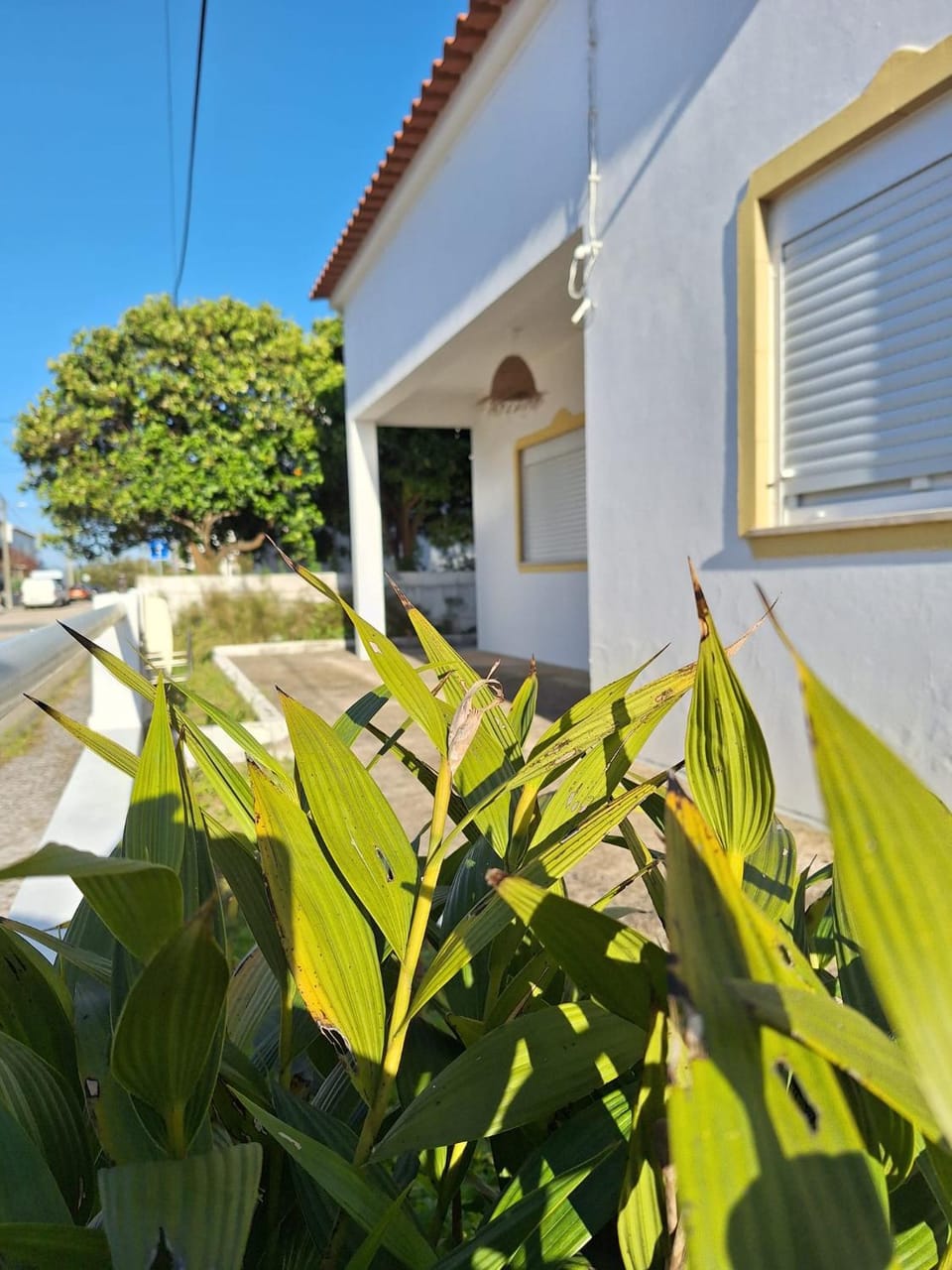 Property building, Facade/entrance, Garden