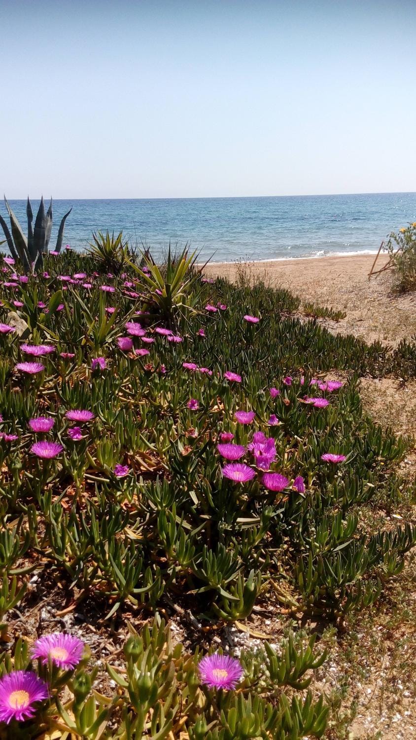 Sea melodies apartment 1 House in Messenia