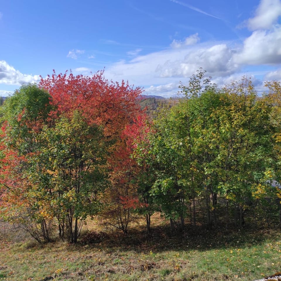 Autumn