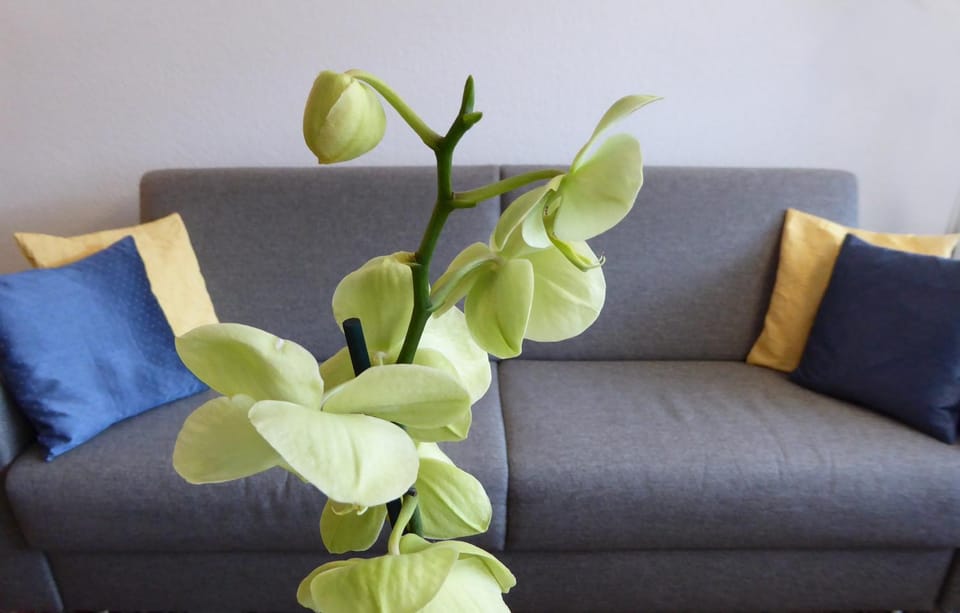 Living room, Decorative detail, Seating area