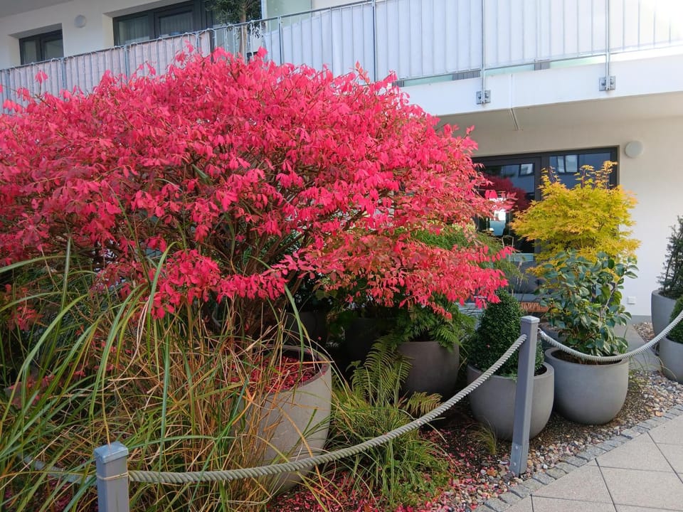 Patio, Garden view