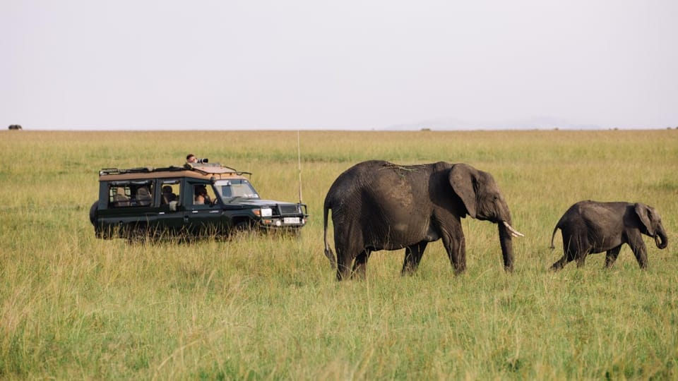 Natural landscape, Animals