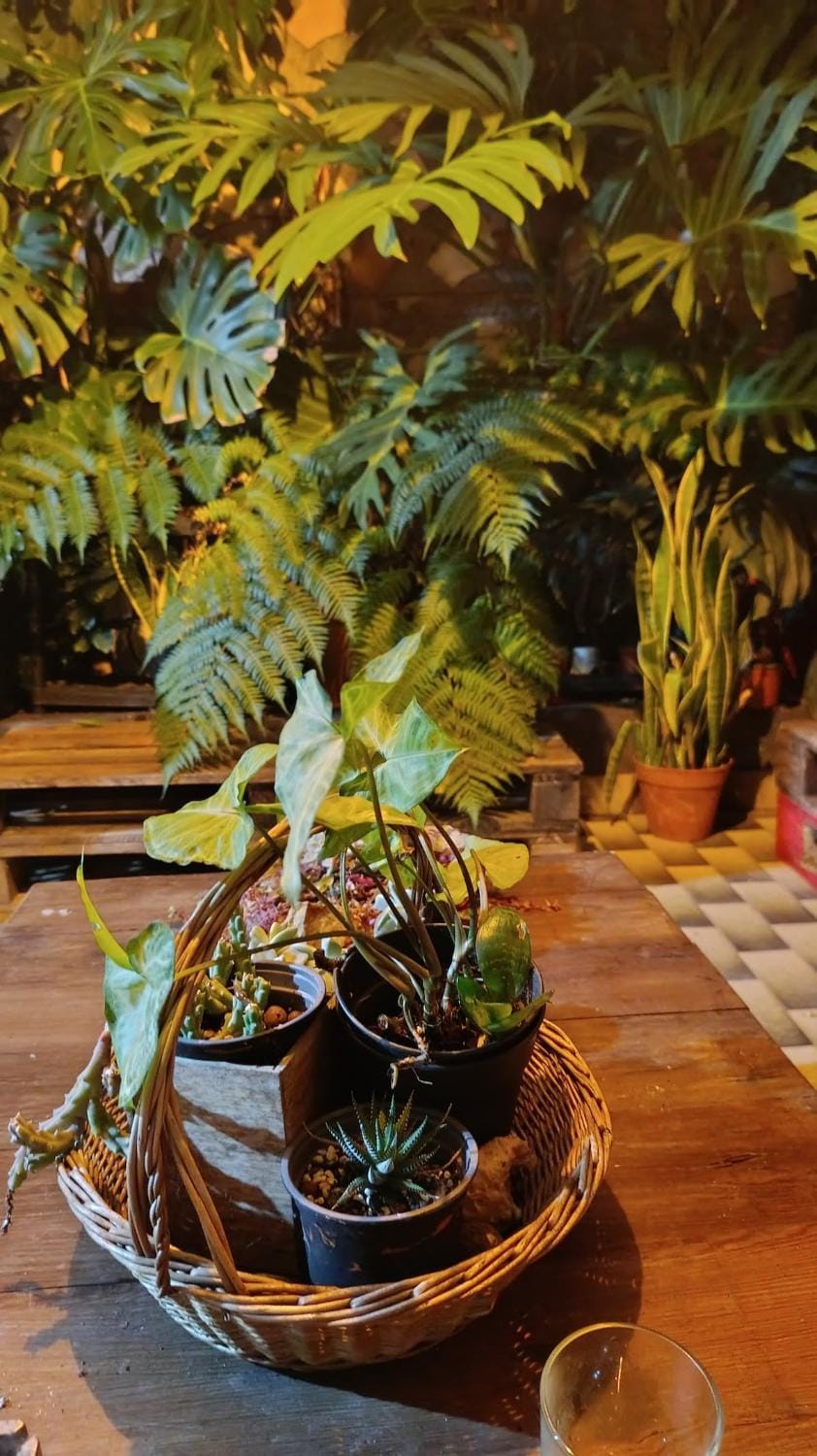 Night, Garden, Garden view