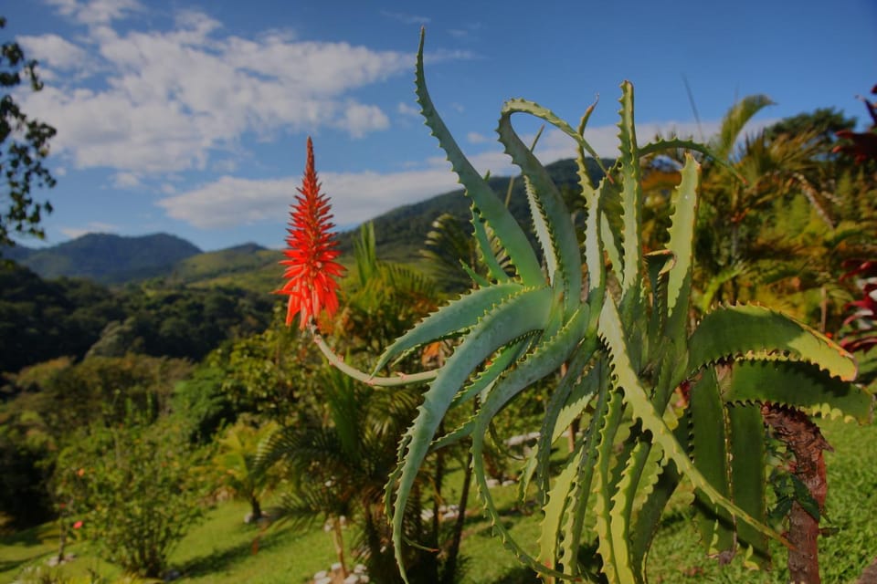 Day, Natural landscape, Garden, Mountain view