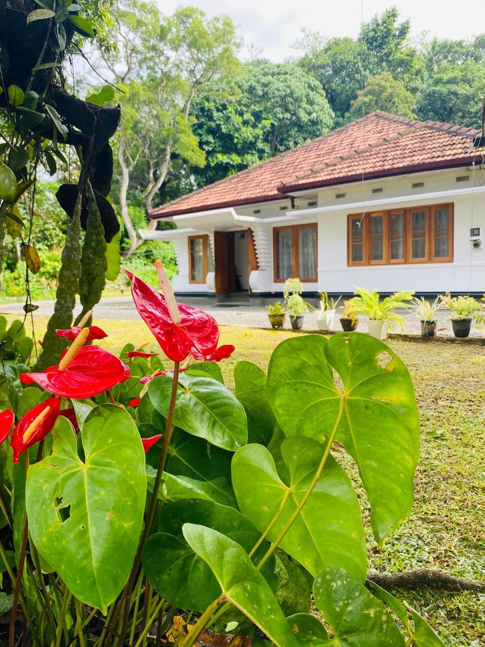 Property building, Garden view