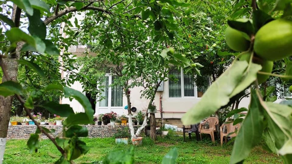 Property building, Garden, Garden view