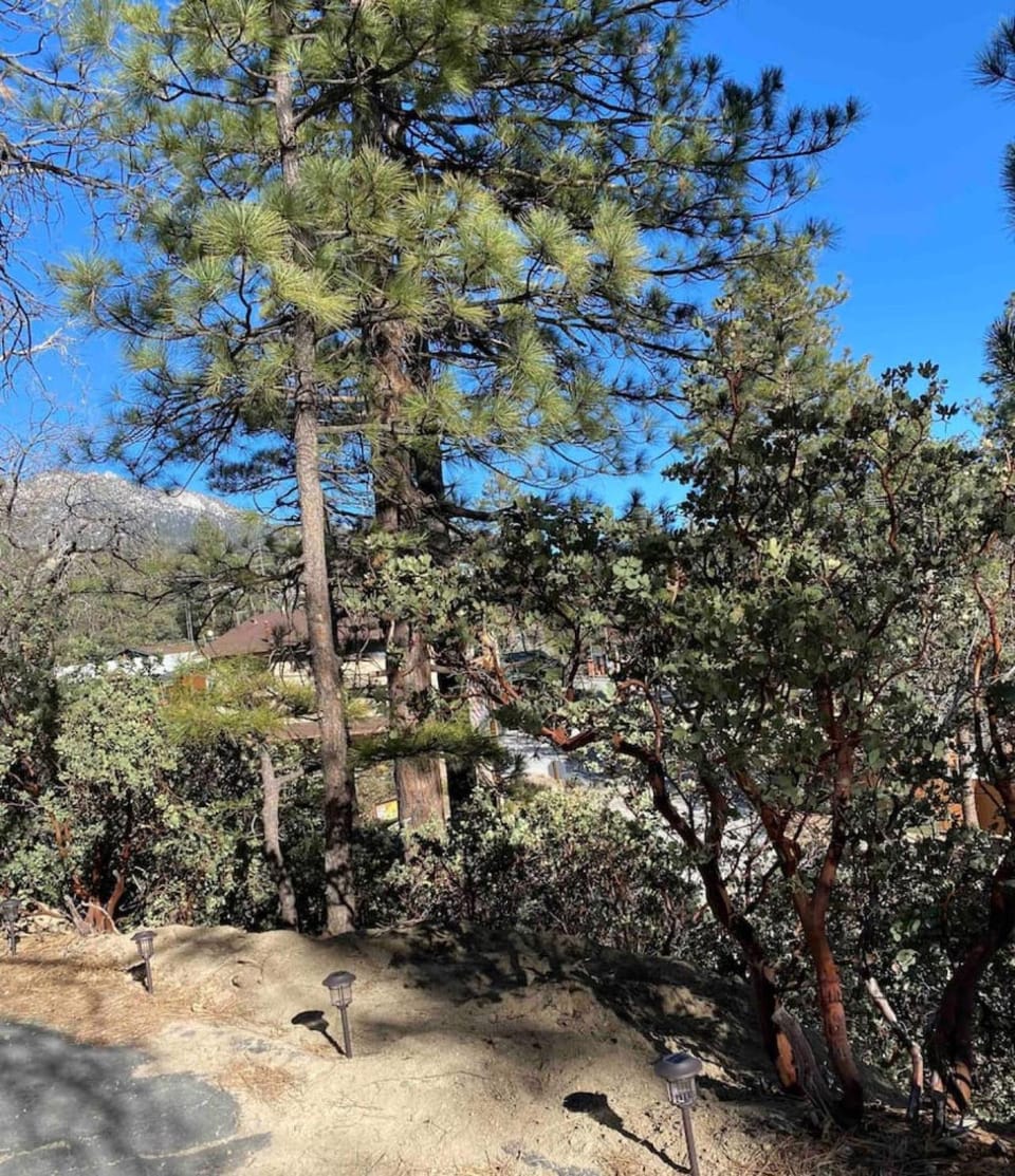 Blissfully Wild -with Hot Tub and pets are welcome House in Idyllwild-Pine Cove
