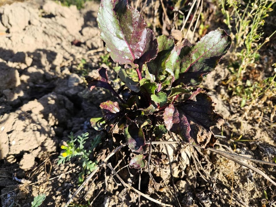 Gîte de France Rigaud 2 épis - Gîte de France 4 personnes MAE-9164 Apartment in Auvergne-Rhône-Alpes