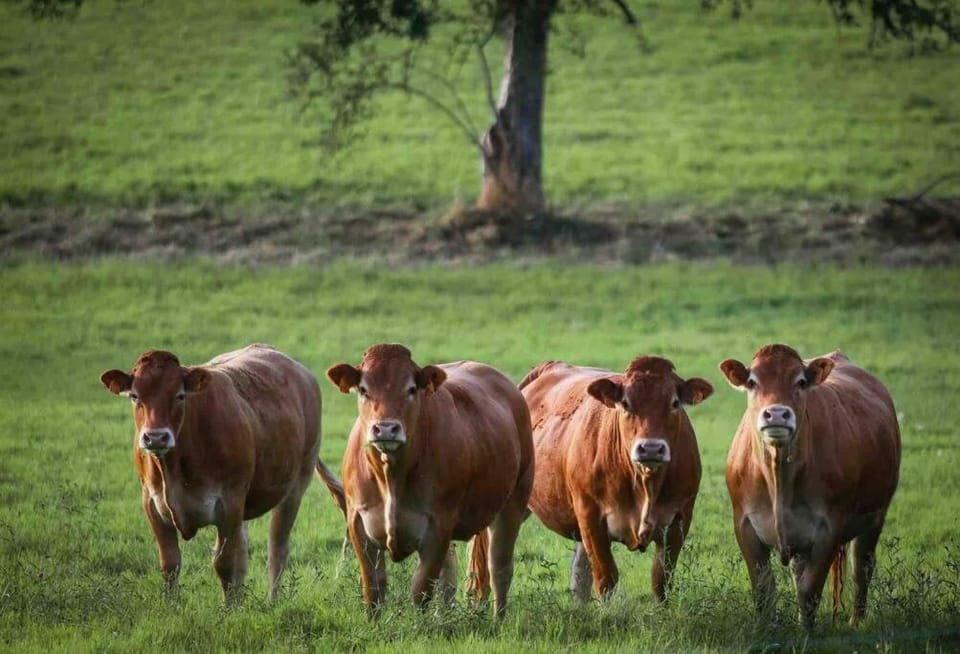 Ferme pleine nature en Corrèze House in Nouvelle-Aquitaine