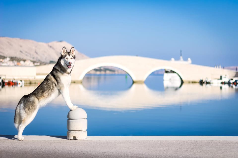 Nearby landmark, Spring, Day, On site, Pets, Sunrise