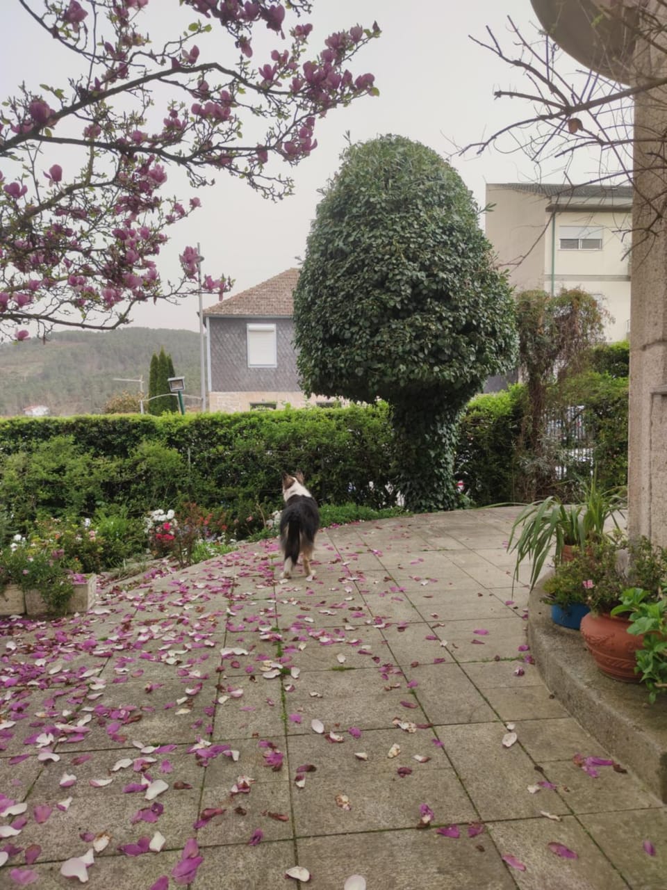 Garden view