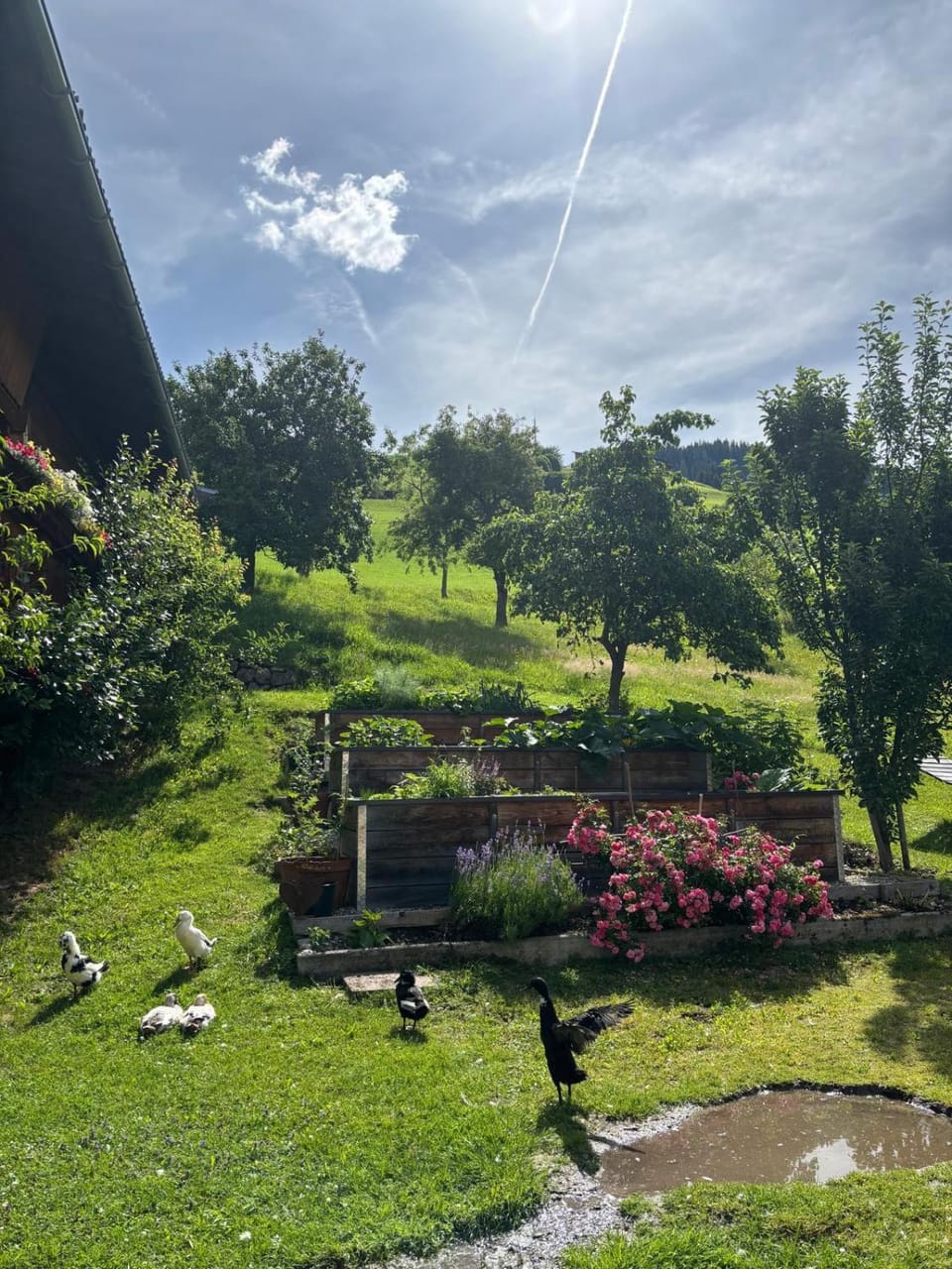 Garden, View (from property/room)