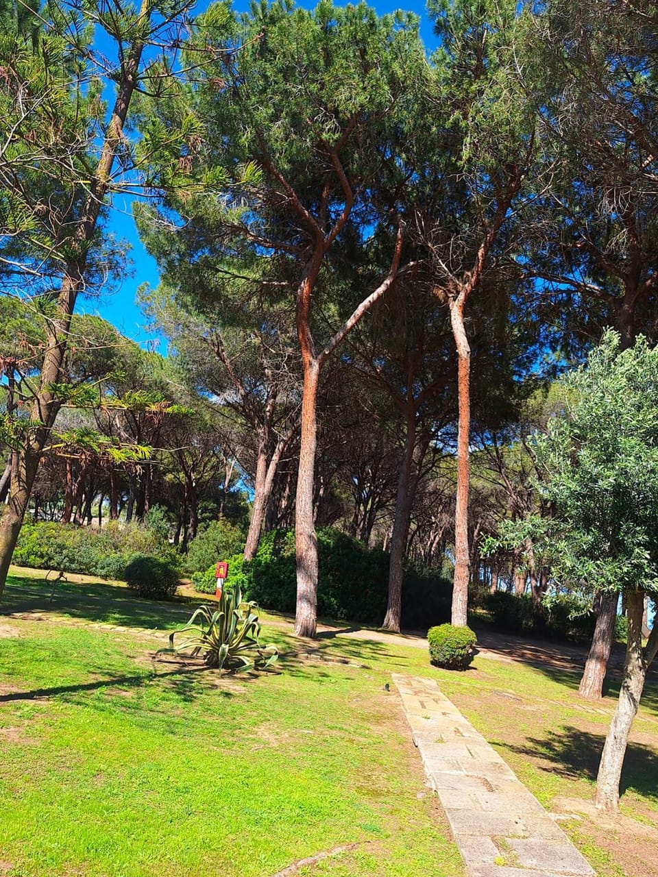 Spring, Day, Natural landscape, Garden, Garden view