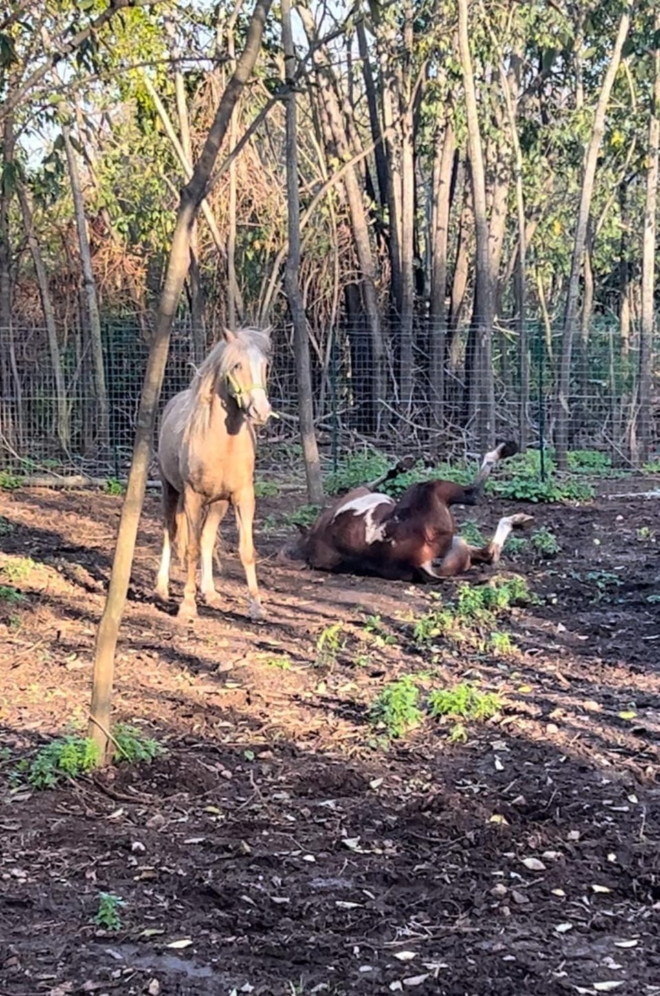 Horse-riding