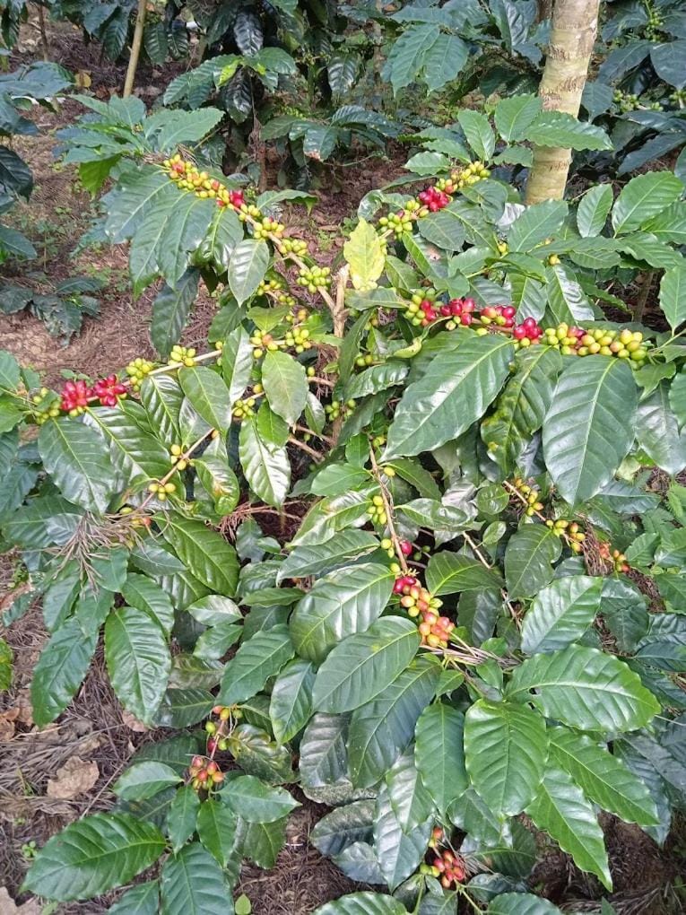 Coffee Blossom Homestay Vacation rental in Karnataka