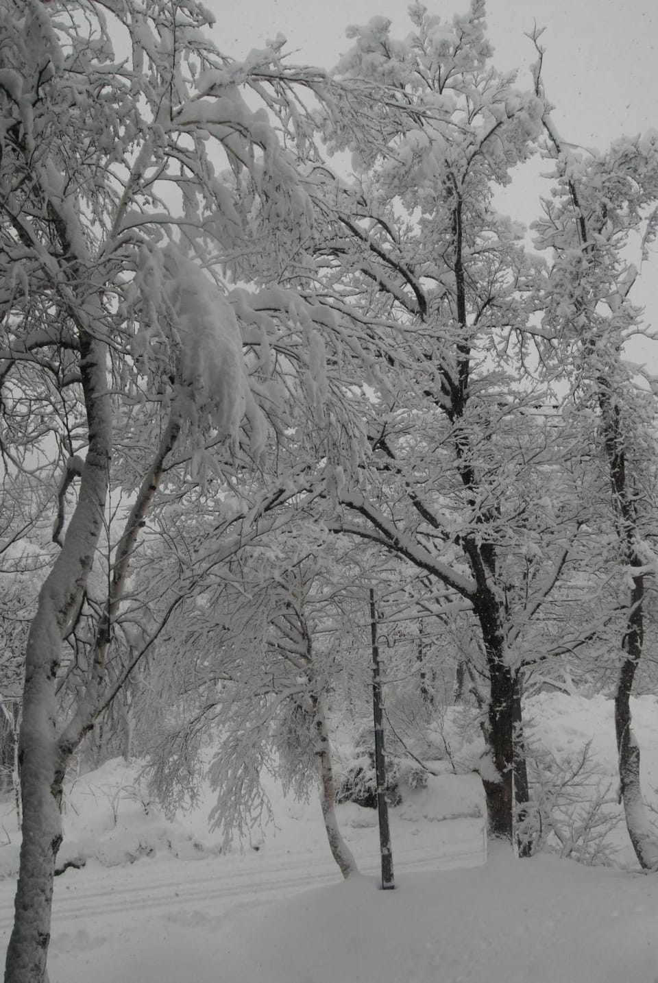Winter, Garden view