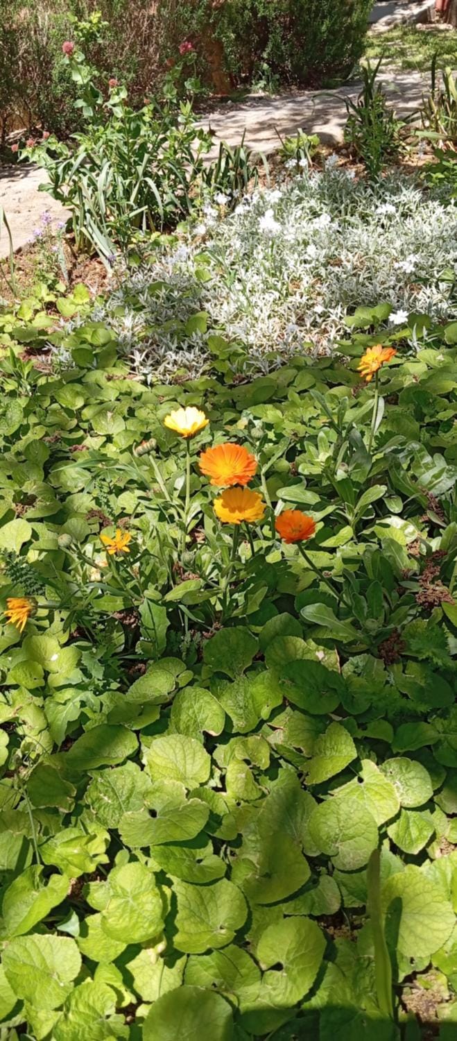 Apartmani Pinka Apartment in Seline