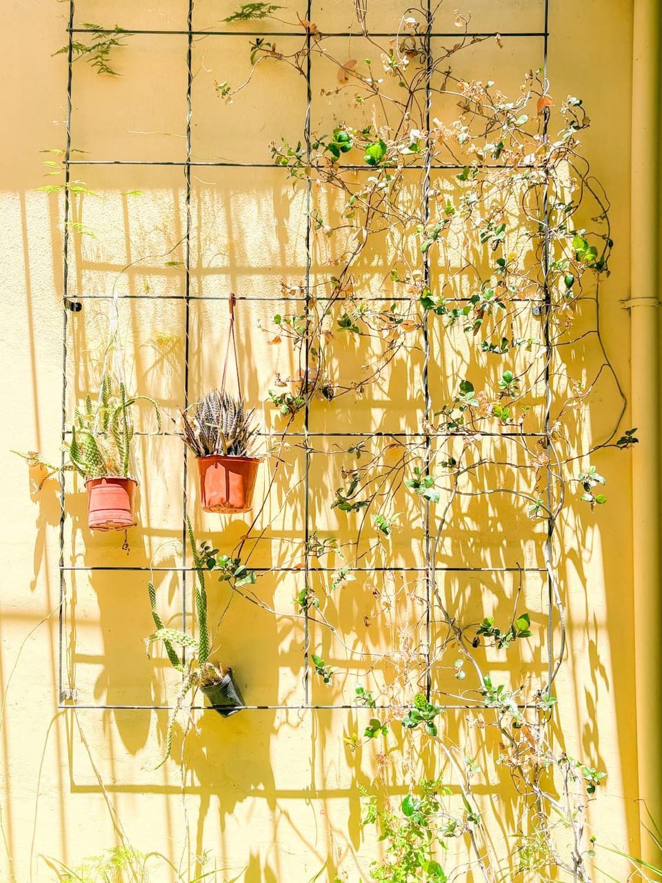 Day, Garden, Decorative detail, Garden view