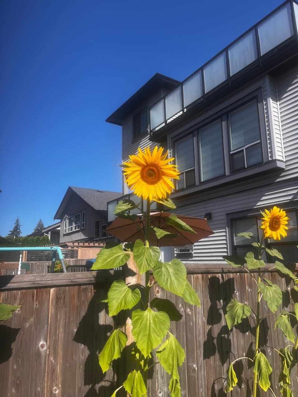 New, Spacious 2 Bedrooms in Downtown With Free Parking! Apartment in Pitt Meadows