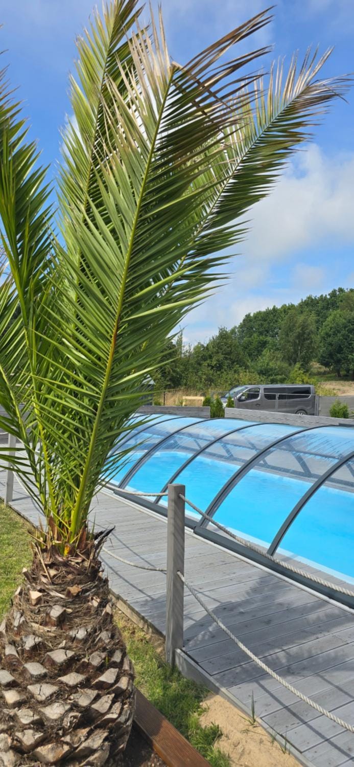Day, Garden, Swimming pool