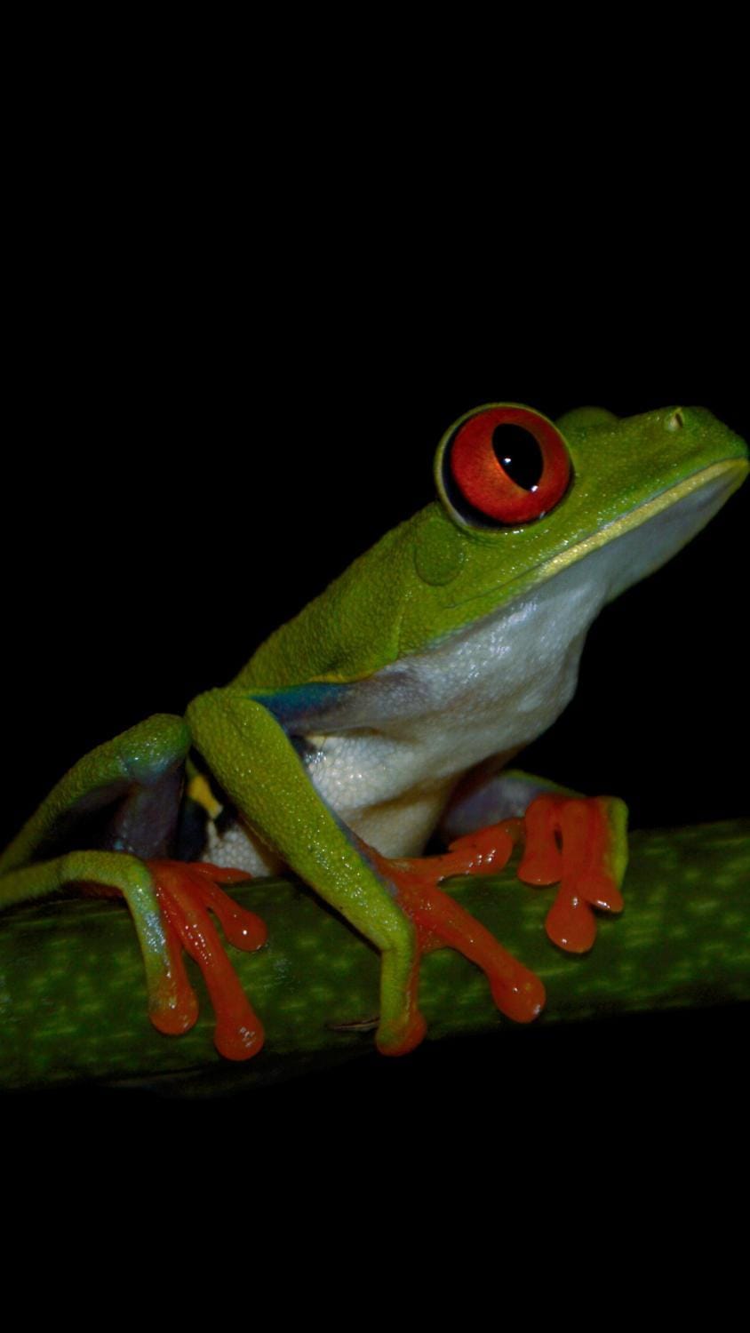 Animals