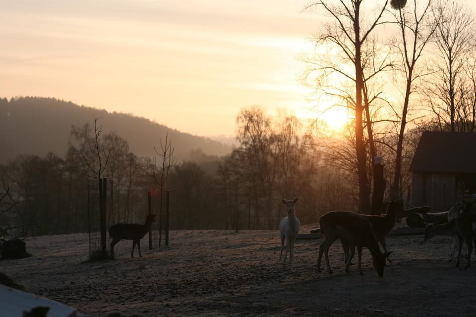 Natural landscape, Animals, Sunrise