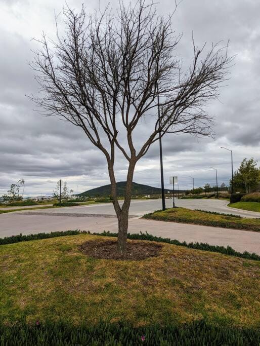 Day, Natural landscape, Garden