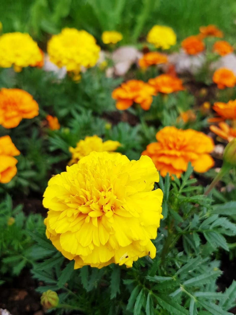 Spring, Day, Garden, Garden, On site