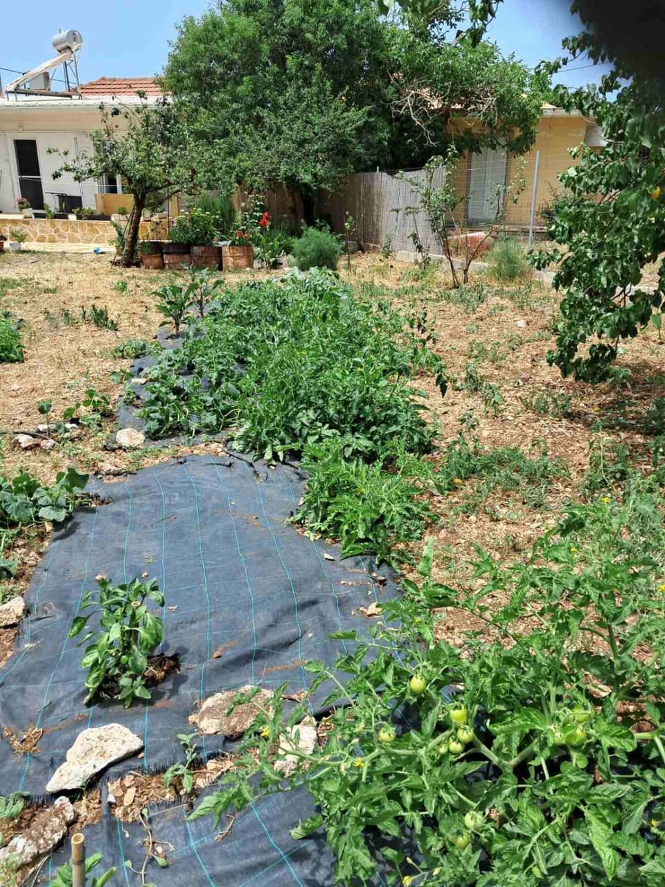 Traditional house with fresh vegetables garden House in Zakynthos, Greece