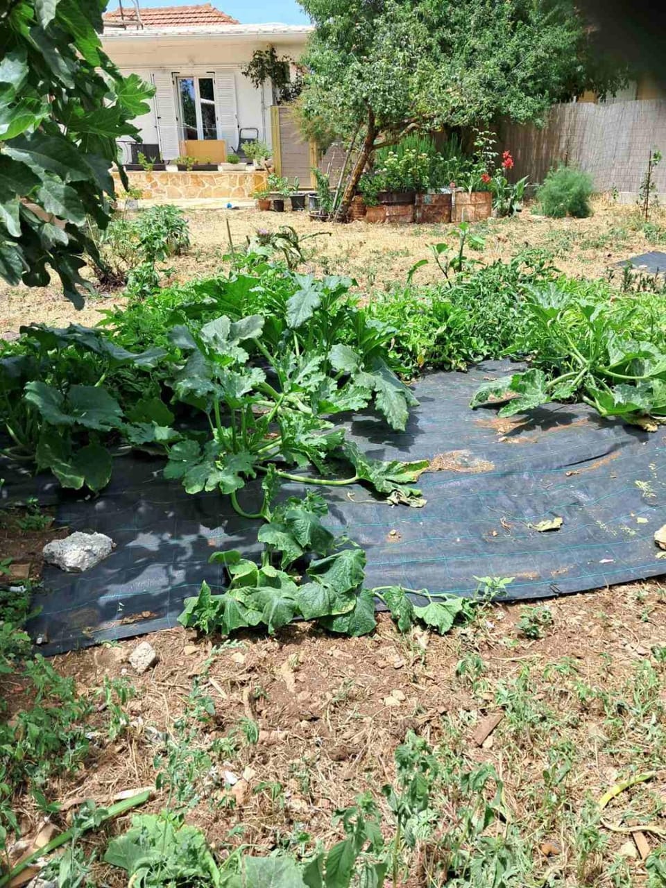 Traditional house with fresh vegetables garden House in Zakynthos, Greece