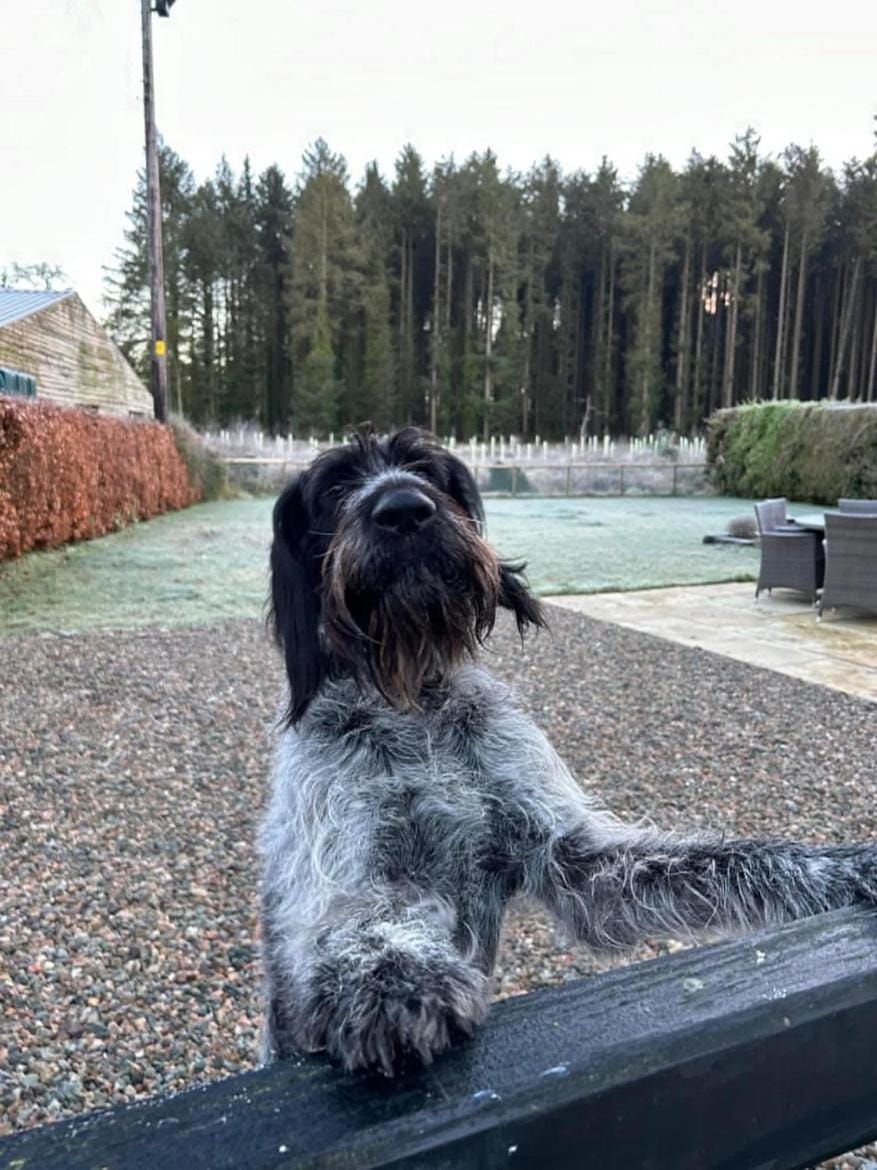 Favour Royal Cottage - dog friendly forest escape House in Northern Ireland