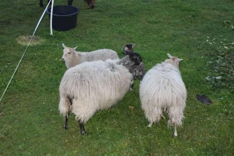 Landhaus Damerow 1 Farm Stay in Waren